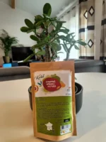 Khamaré / Gongoli / Vetiver – Image 4